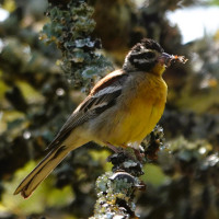Golden-breasted Bunting